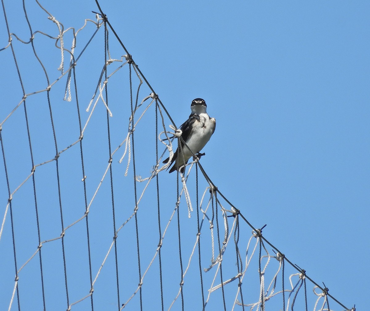 Hirondelle à diadème - ML645295749