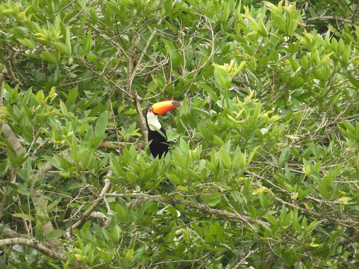 Toco Toucan - ML645295750