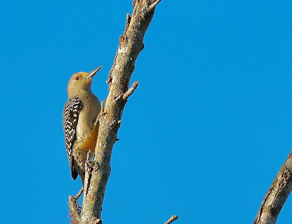 Altın Alınlı Ağaçkakan - ML645295759