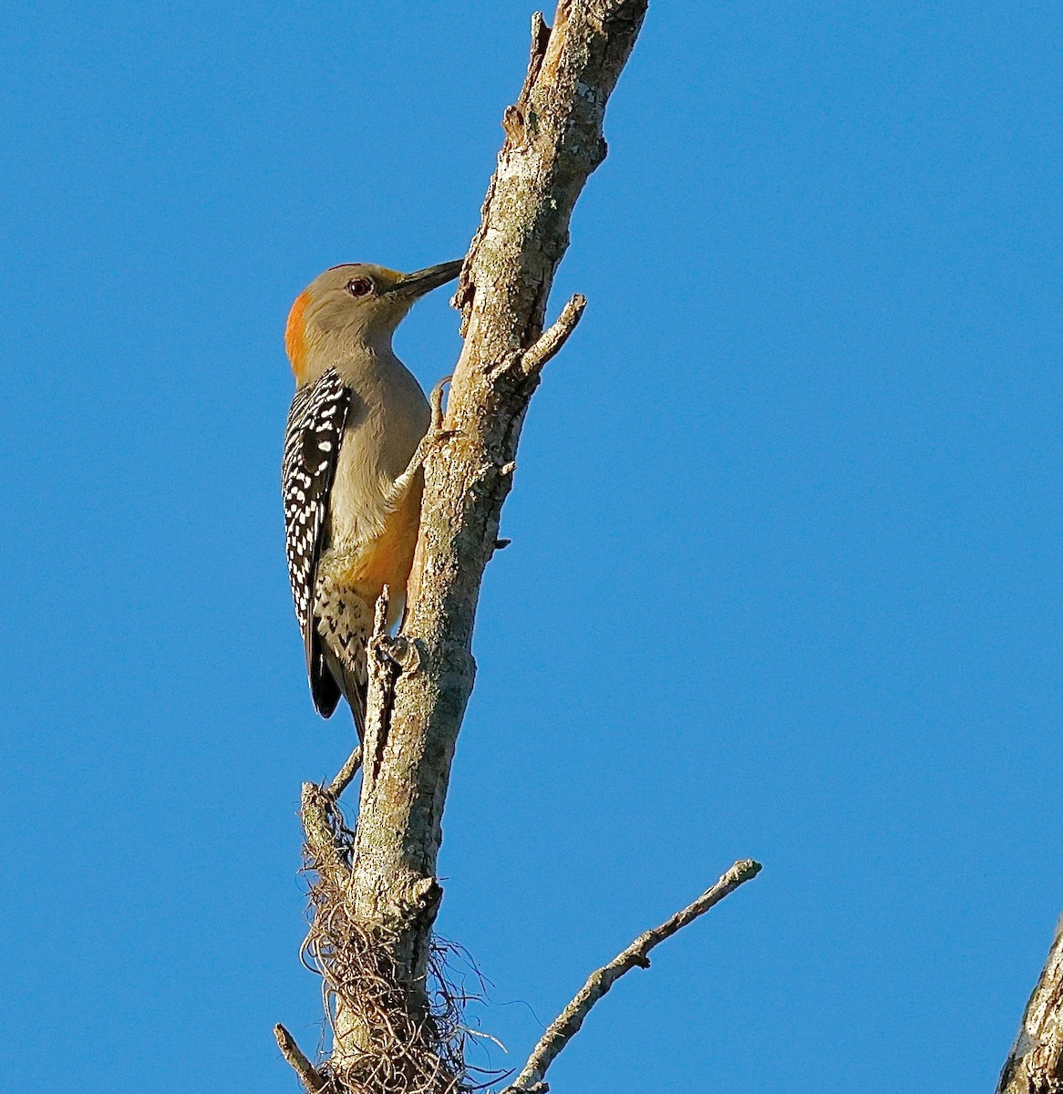 Altın Alınlı Ağaçkakan - ML645295760