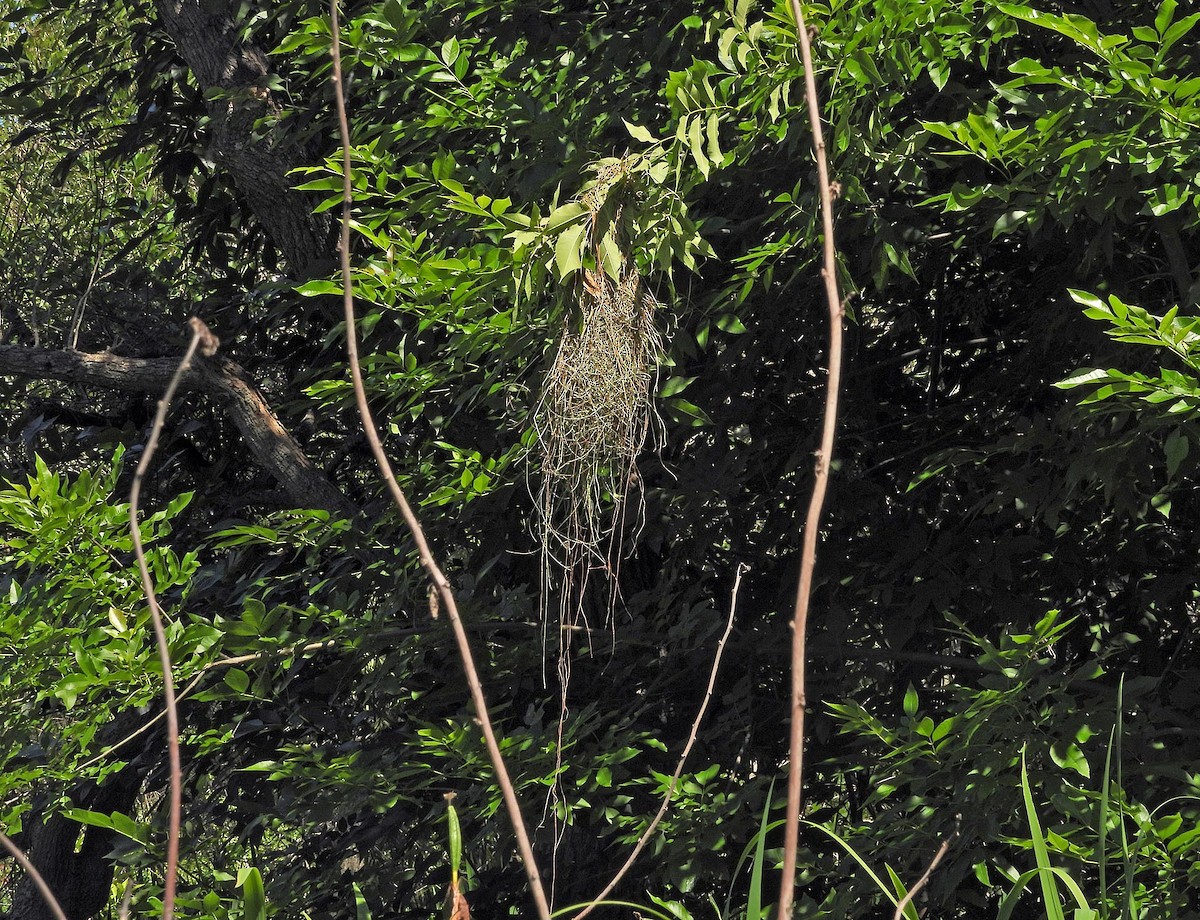 Solitary Black Cacique - ML645295776