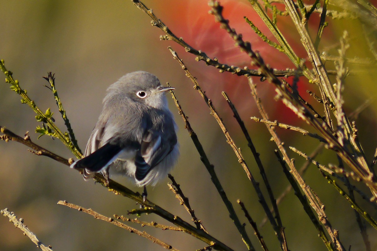 Голубая комароловка - ML645295785