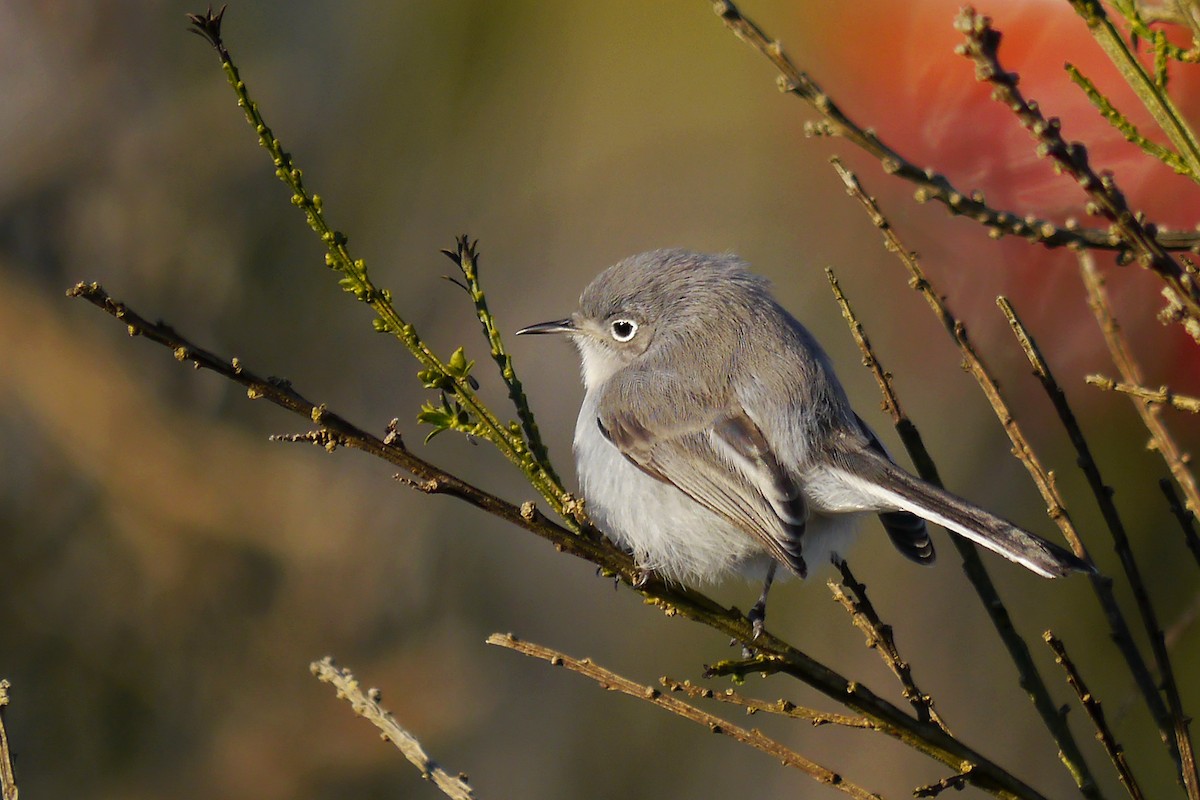 Голубая комароловка - ML645295786