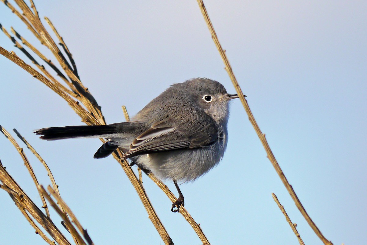 Голубая комароловка - ML645295787