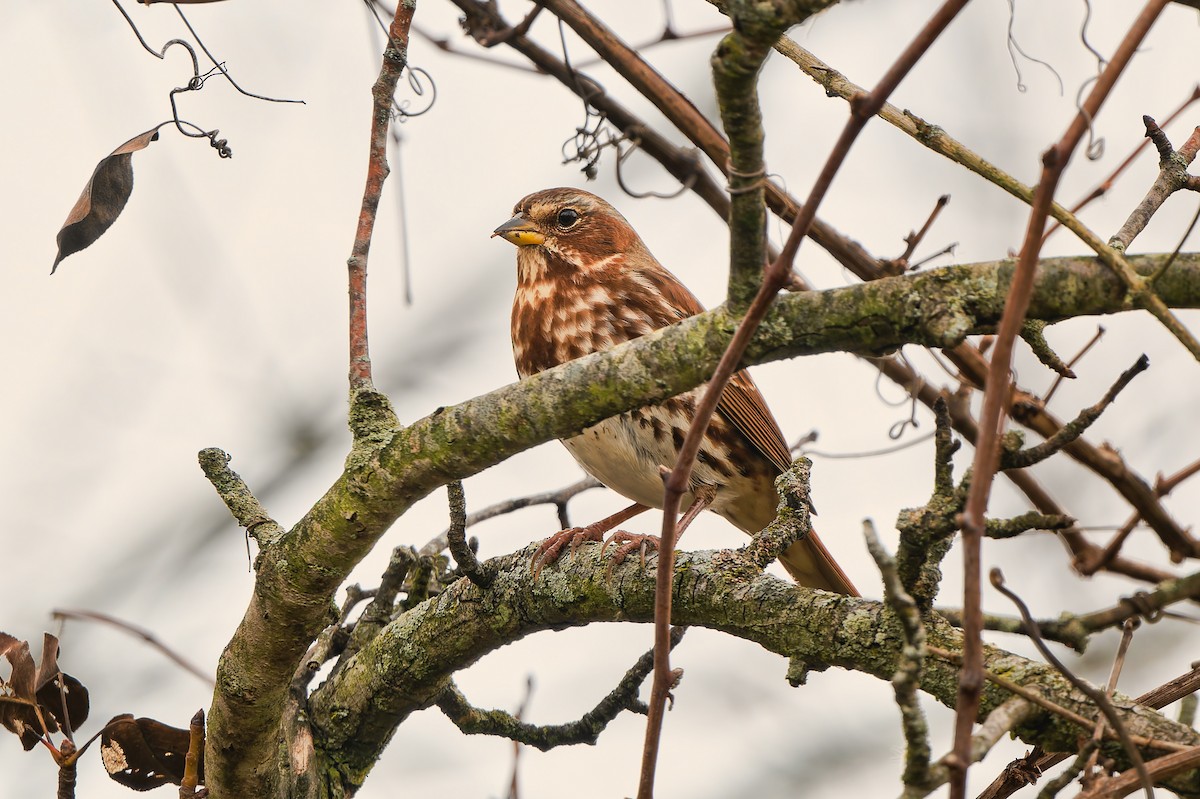 Fox Sparrow - ML645295791