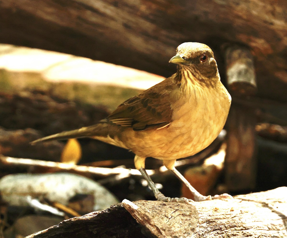 Merle fauve - ML645295792