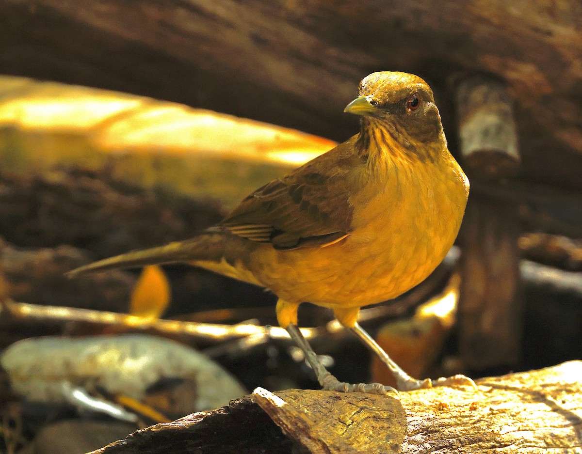 Merle fauve - ML645295793