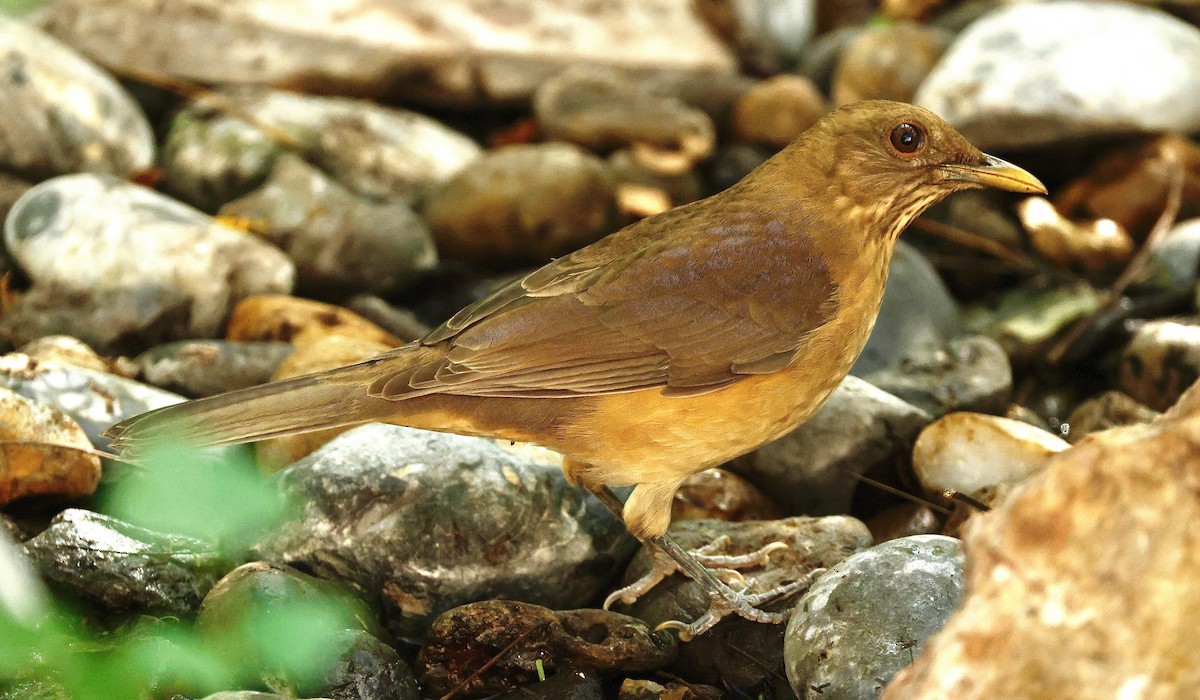 Merle fauve - ML645295794