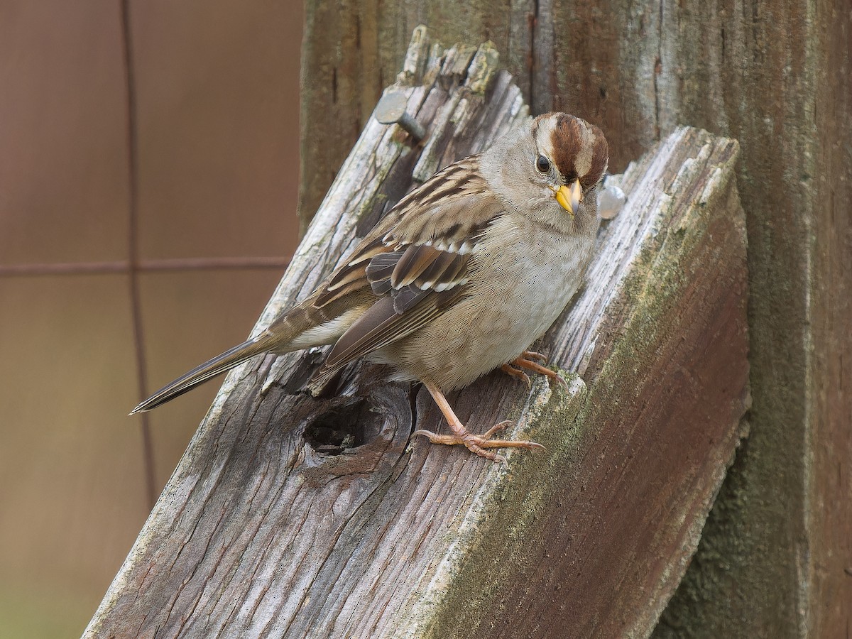 White-crowned Sparrow - ML645295798