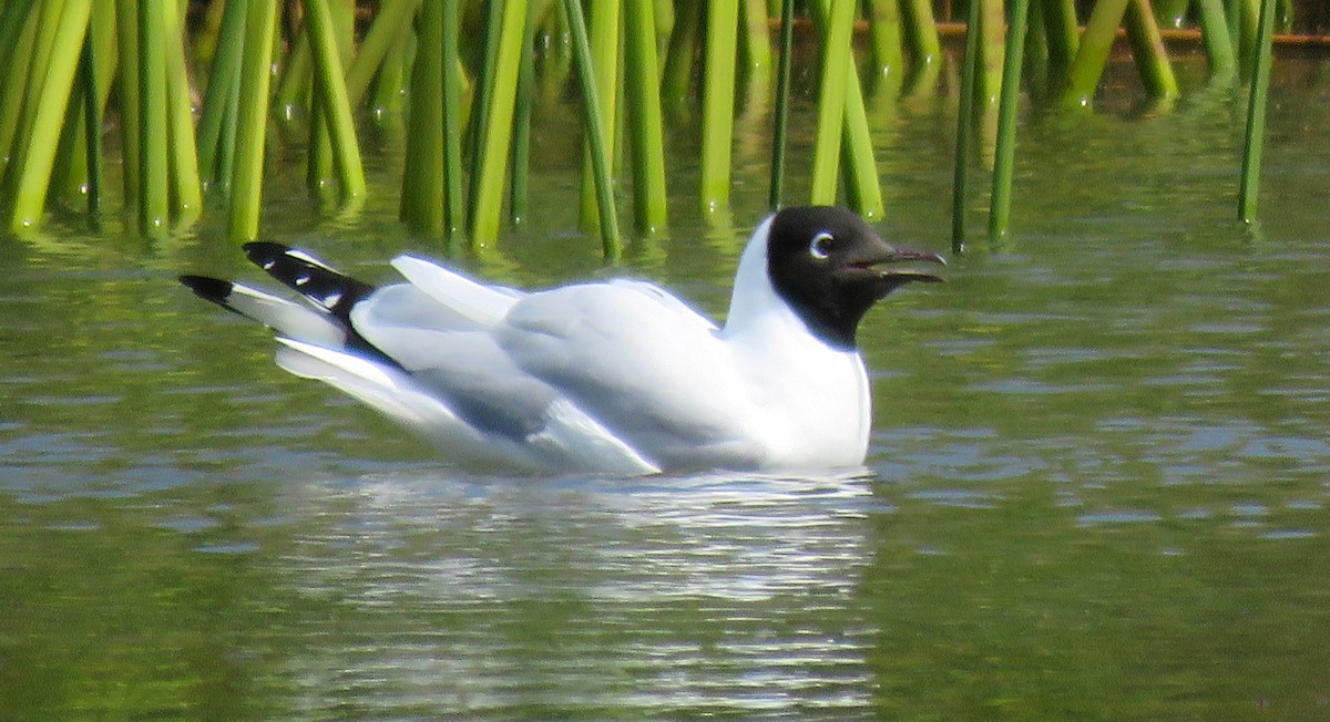 Andean Gull - ML64529581