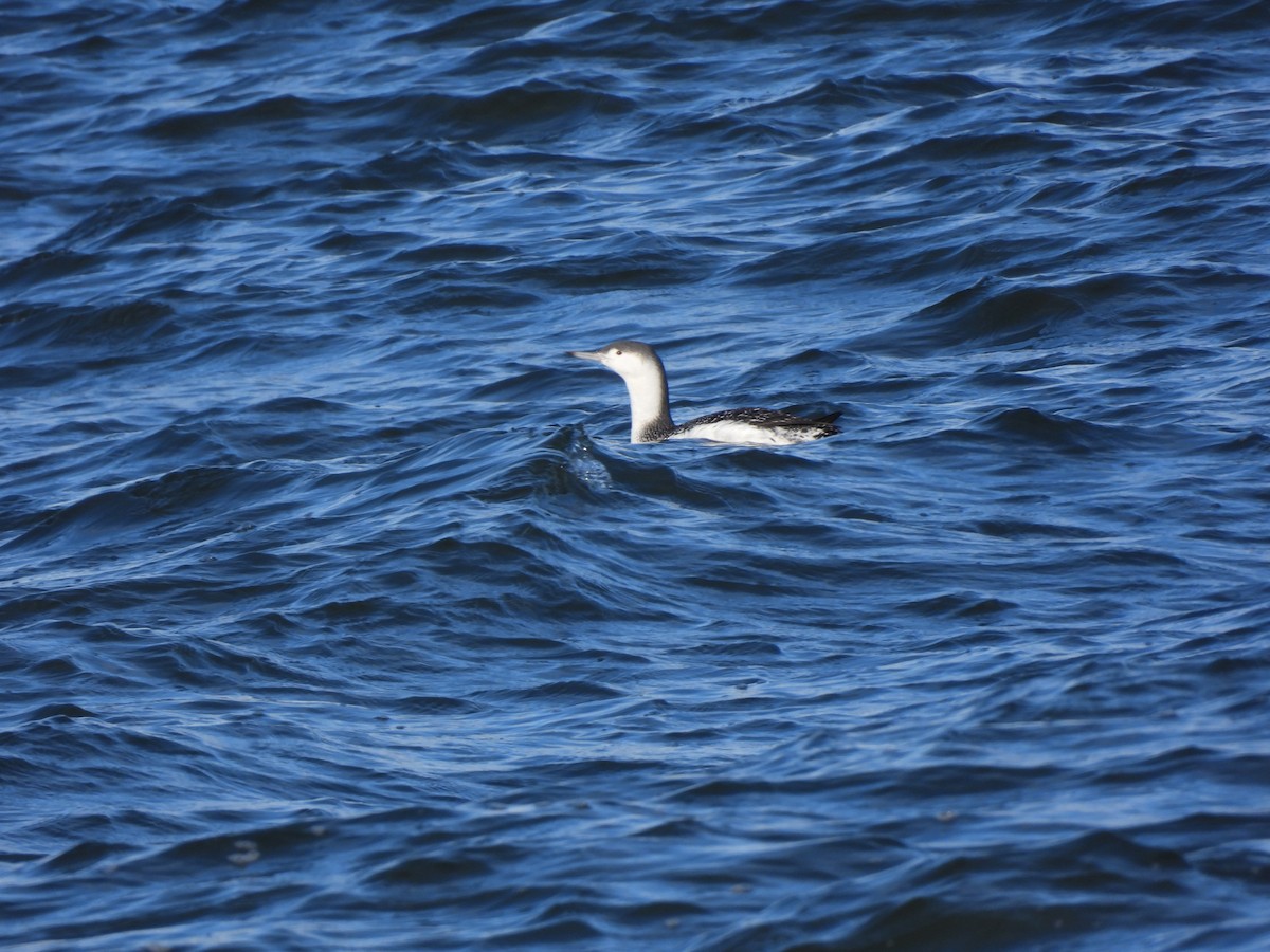צוללן אדום-גרון - ML645295811