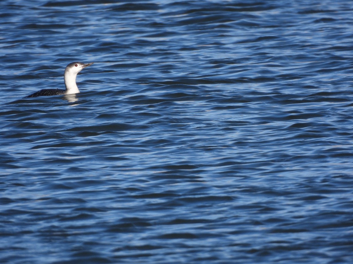 צוללן אדום-גרון - ML645295812