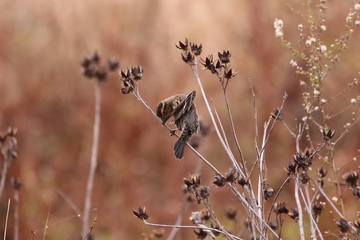 ハゴロモガラス - ML645295826