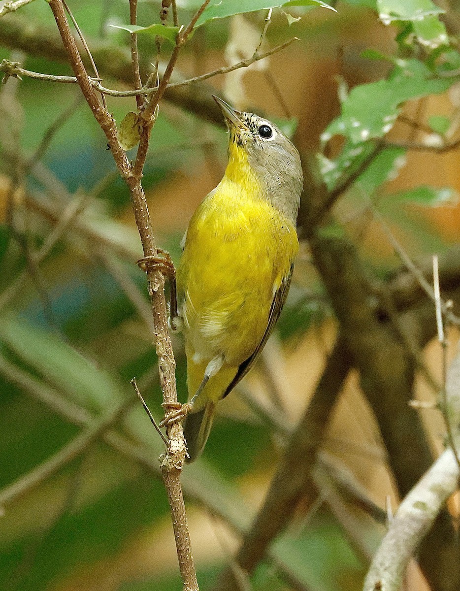 Naşvil Ötleğeni - ML645295833