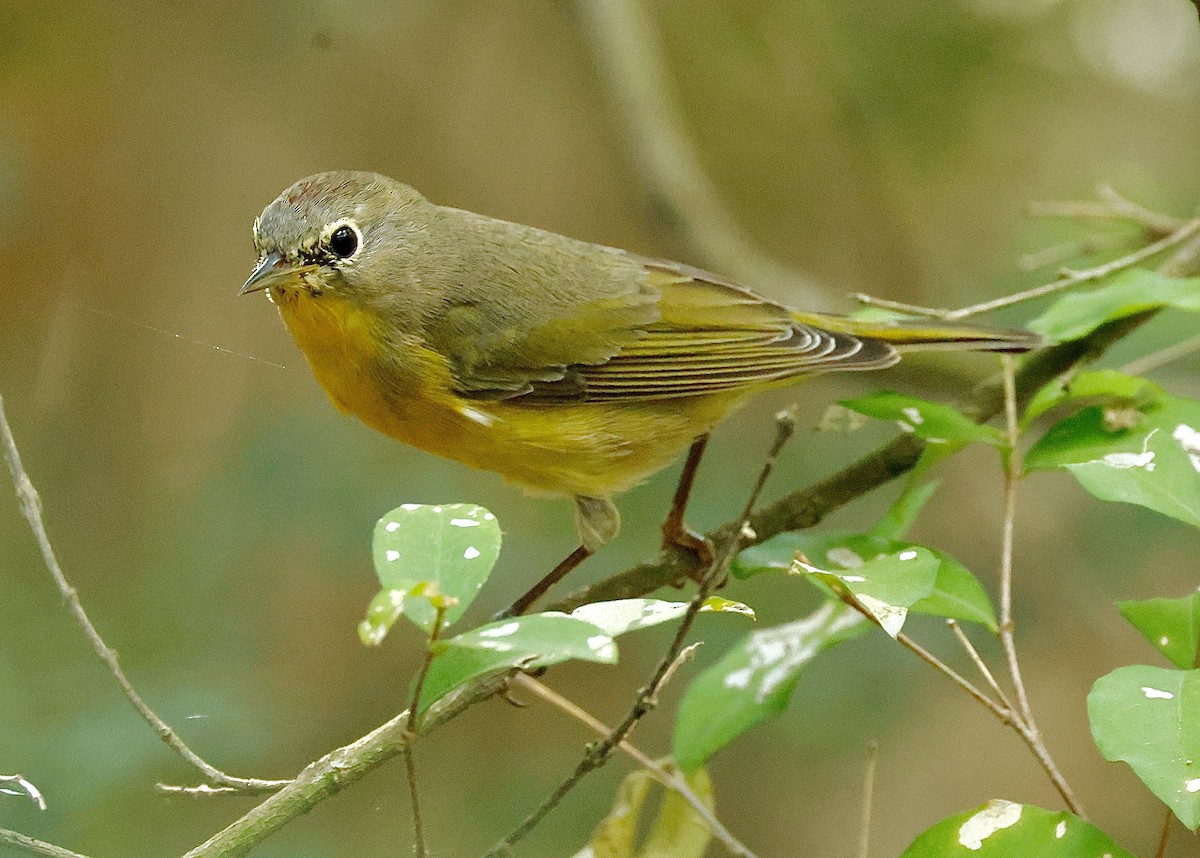 Naşvil Ötleğeni - ML645295842