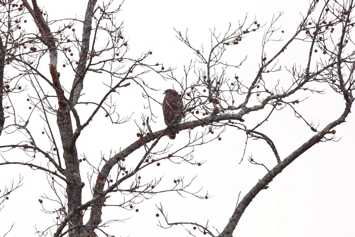 カタアカノスリ - ML645295846