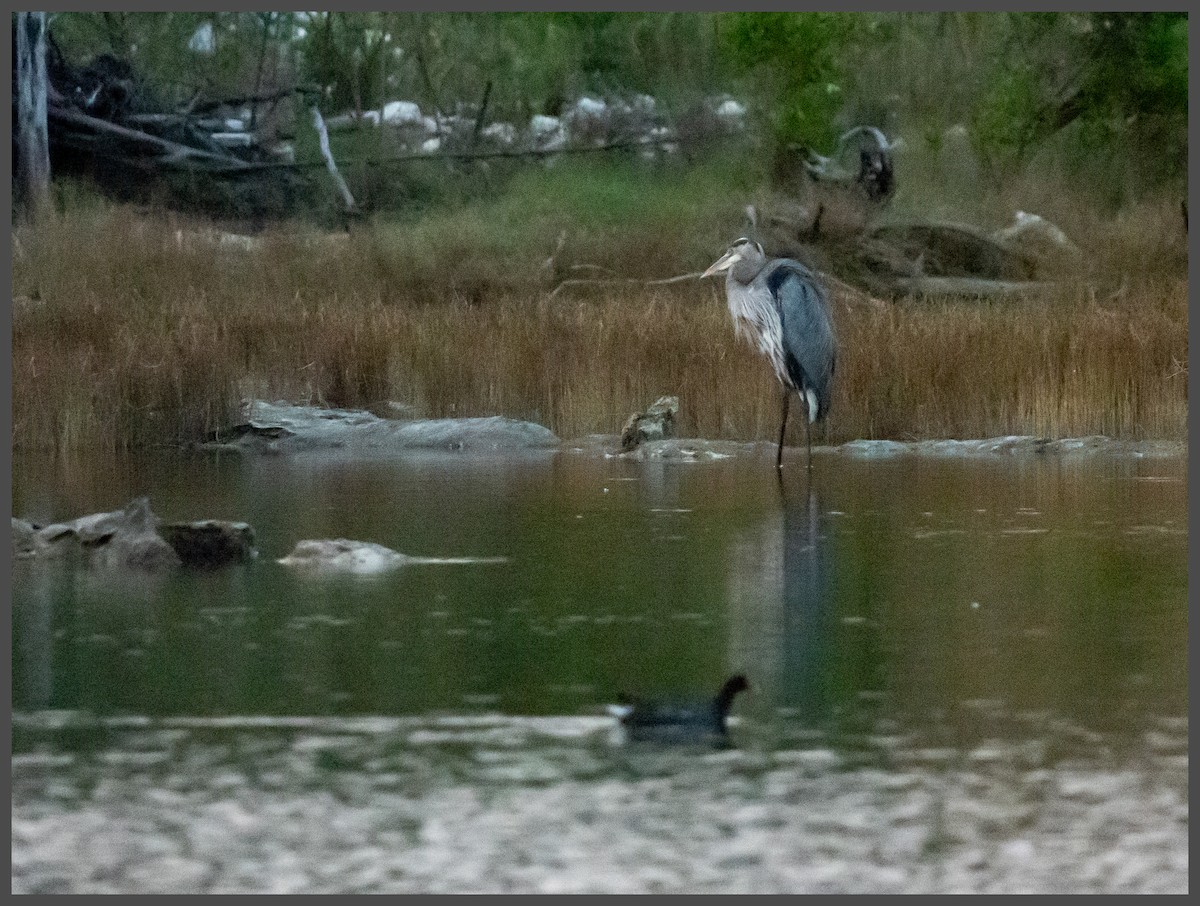 Большая голубая цапля - ML645295878