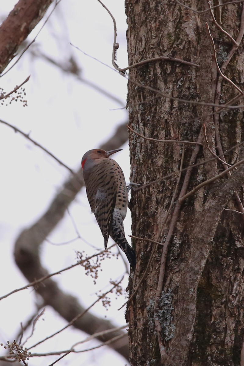 ハシボソキツツキ - ML645295888