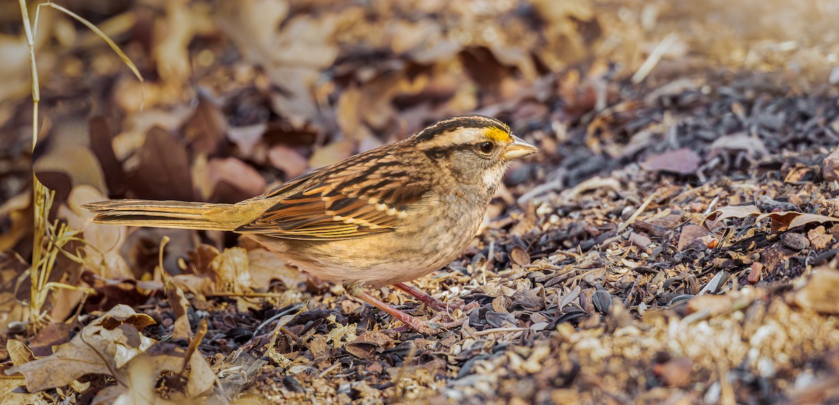 White-throated Sparrow - ML645295889