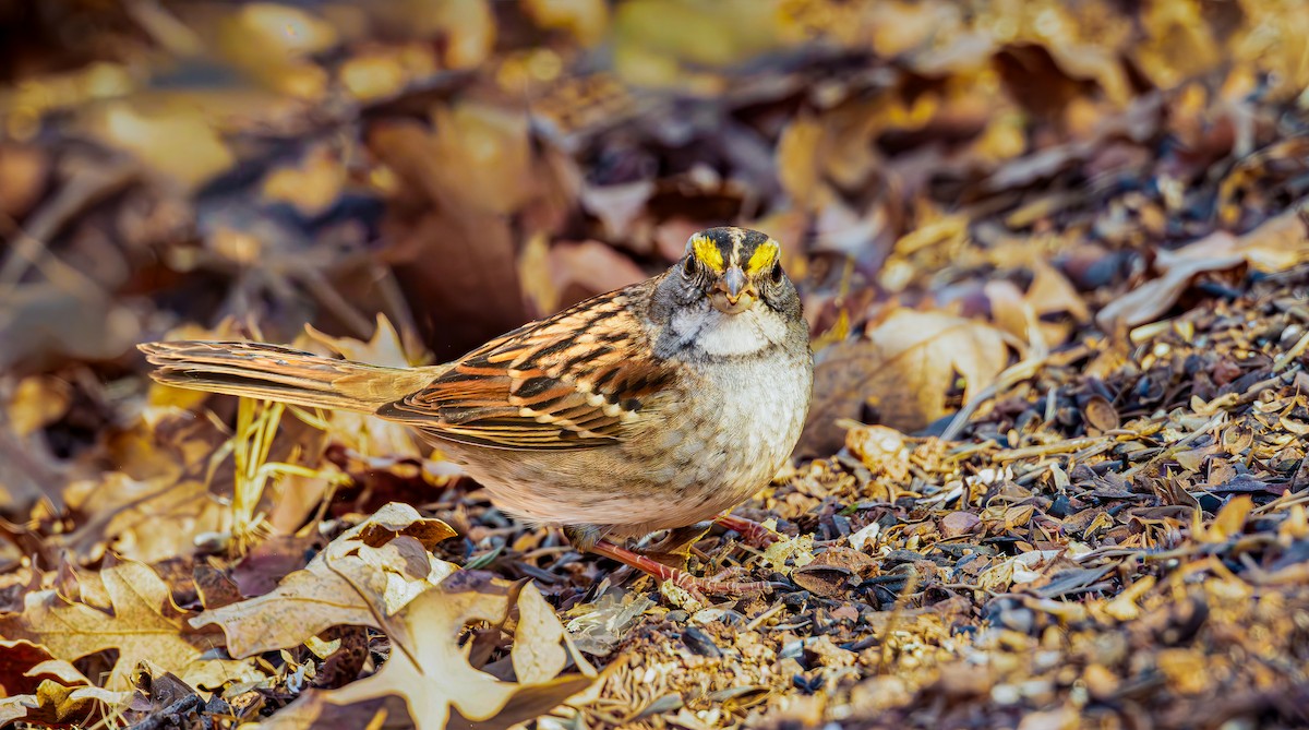 White-throated Sparrow - ML645295890
