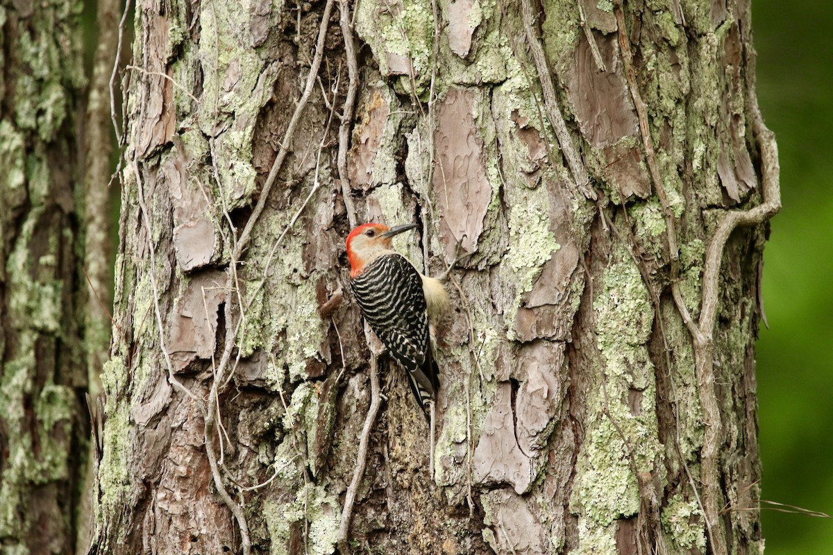 Red-bellied Woodpecker - ML645295897