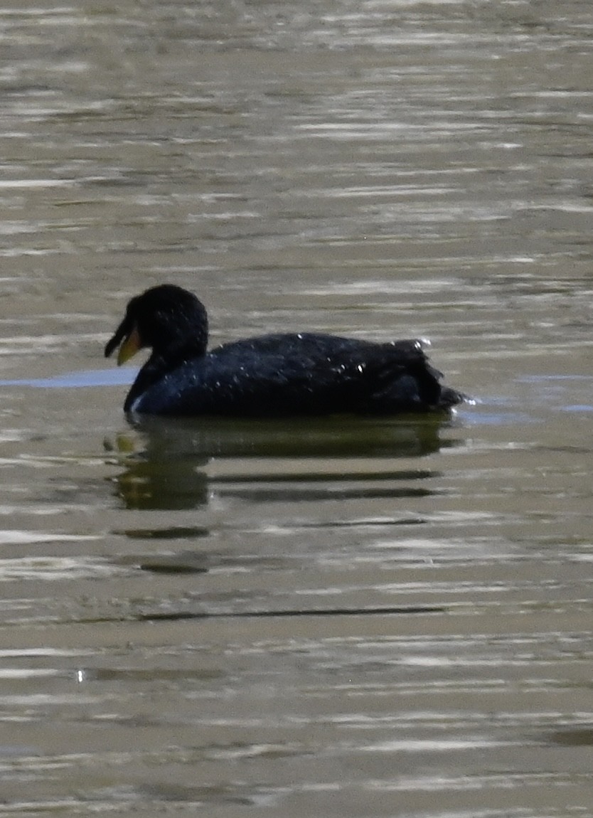 Horned Coot - ML645295901