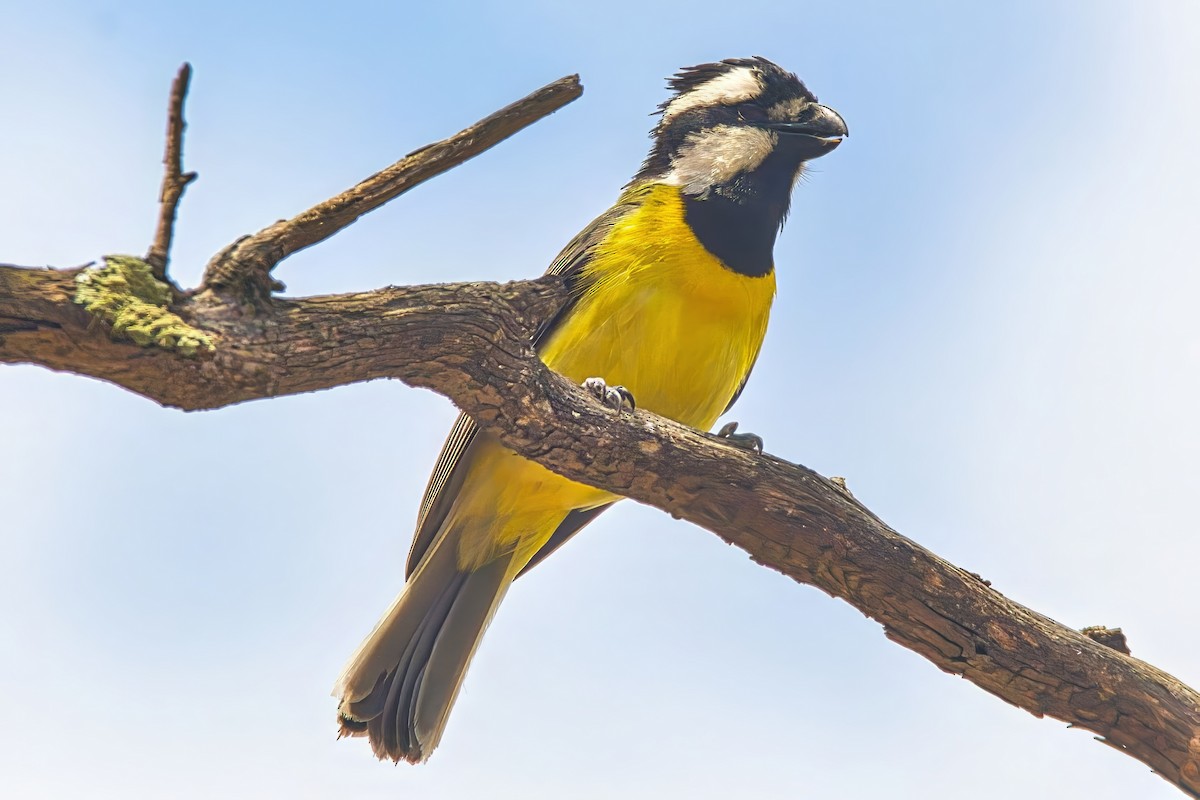 Eastern Shrike-tit - ML645295912