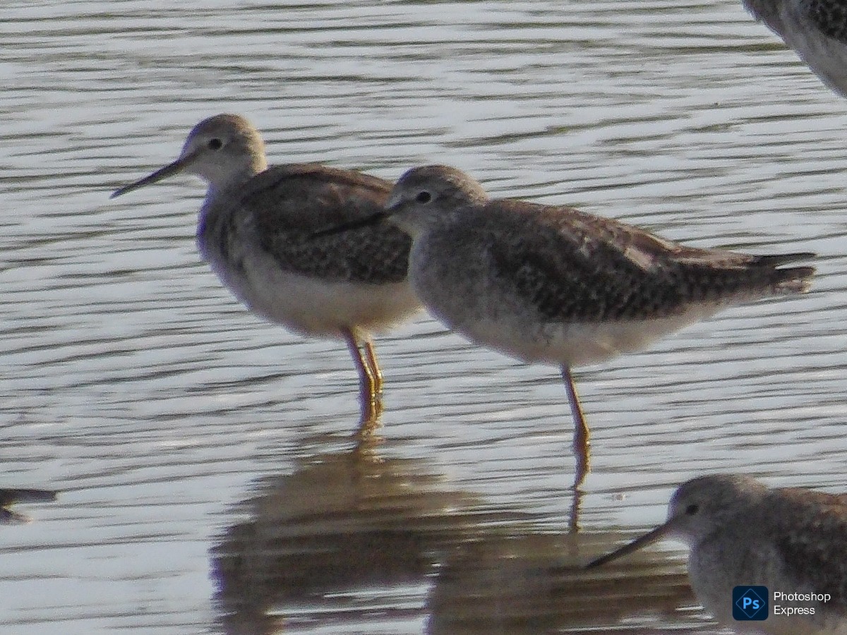 Lesser Yellowlegs - ML645295930