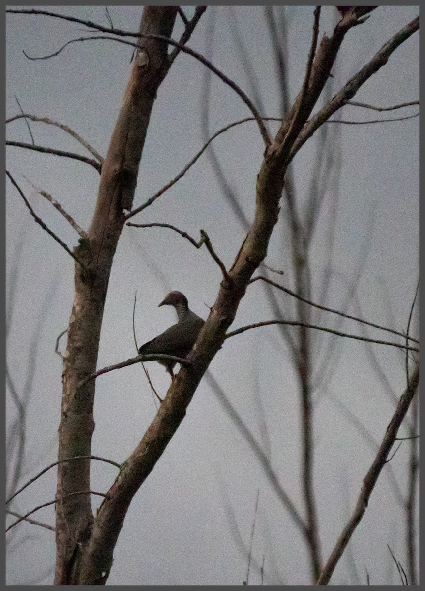 Белошапочный голубь - ML645295939