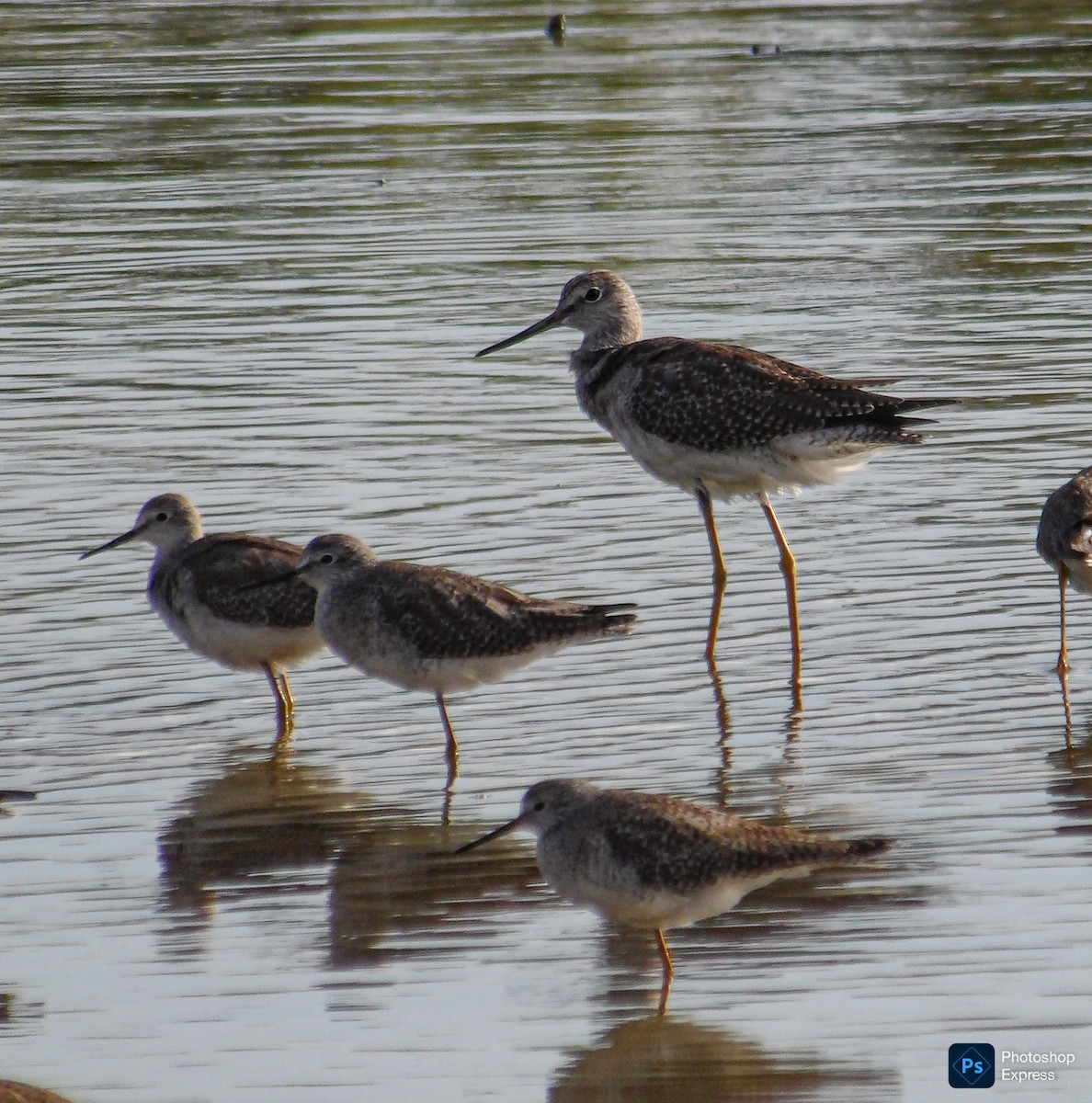 Greater Yellowlegs - ML645295944