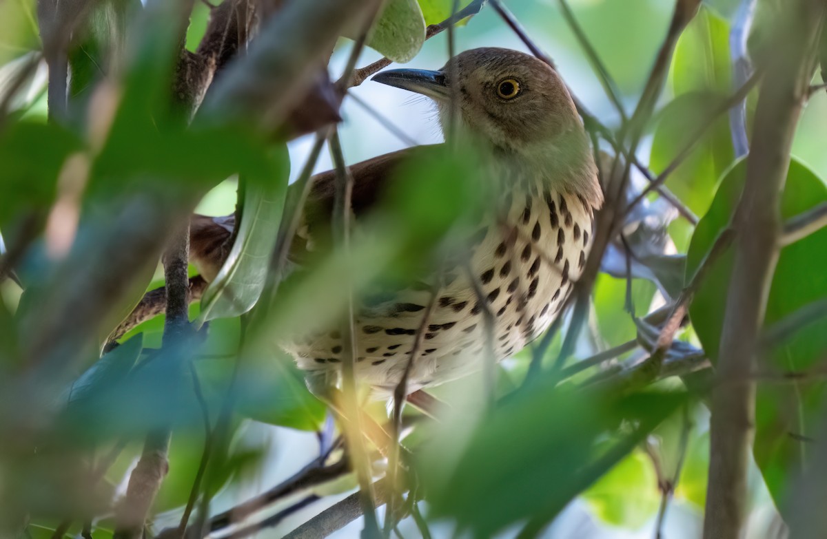 Brown Thrasher - ML645295951