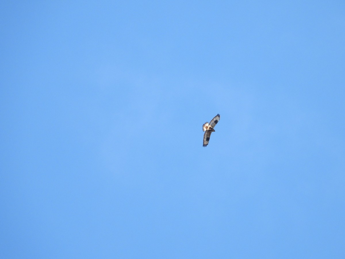 Rough-legged Hawk - ML645295956
