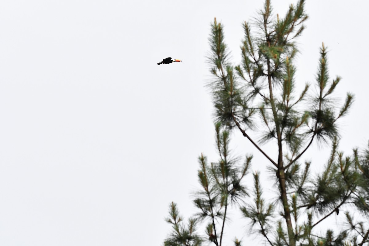 Toco Toucan - ML645295958