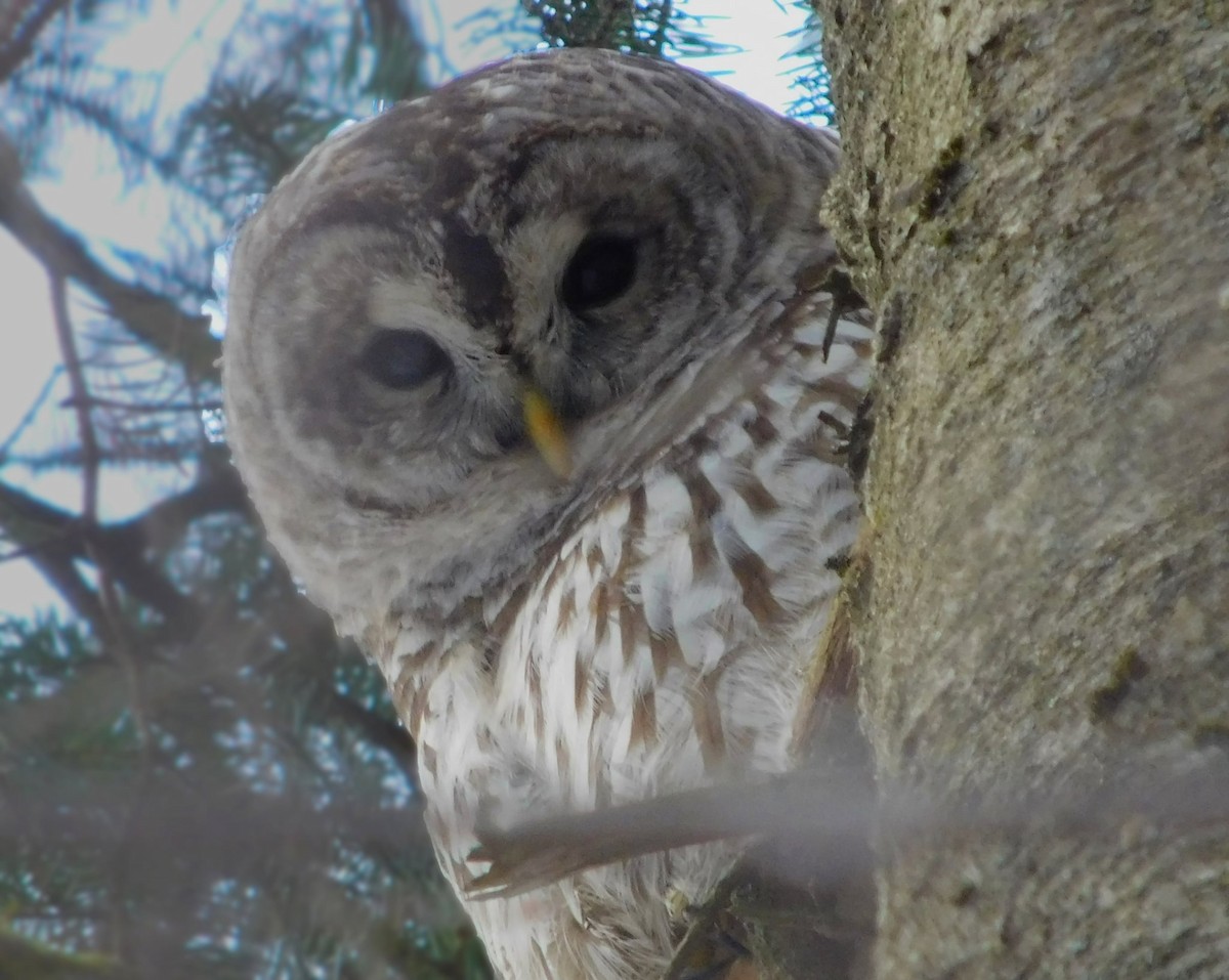 Barred Owl - ML645295963