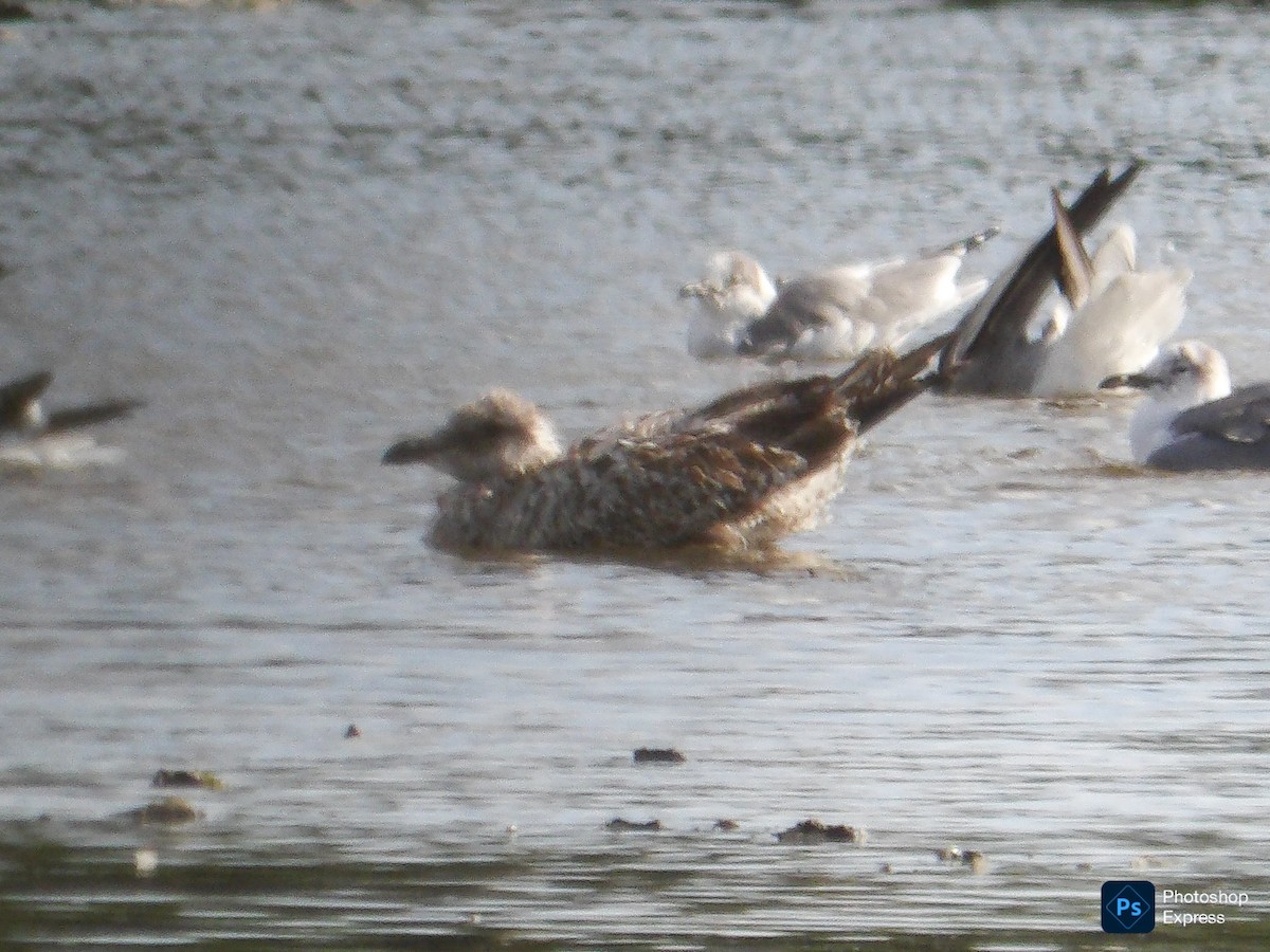 American Herring Gull - ML645295965