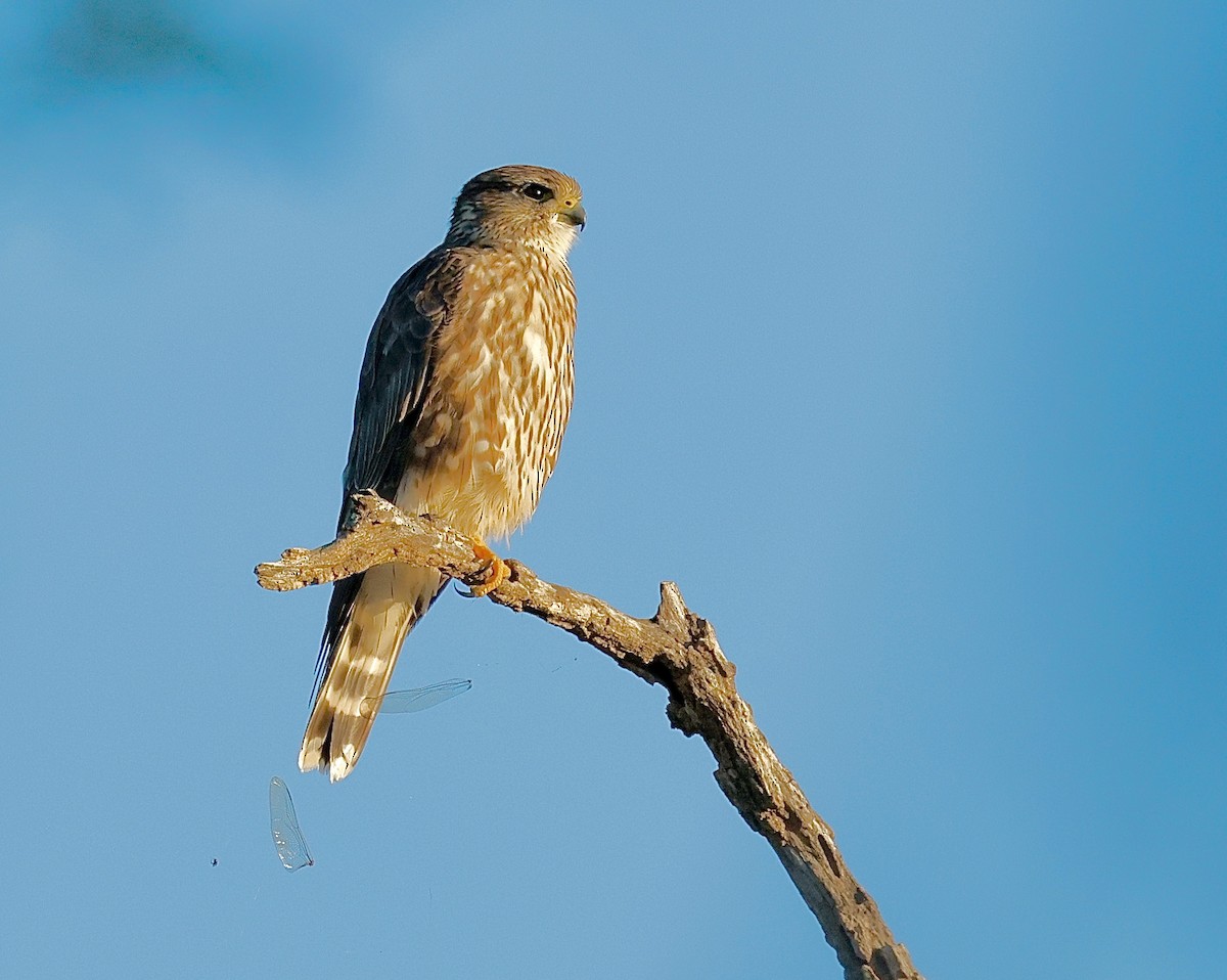 Boz Doğan (columbarius) - ML645295968