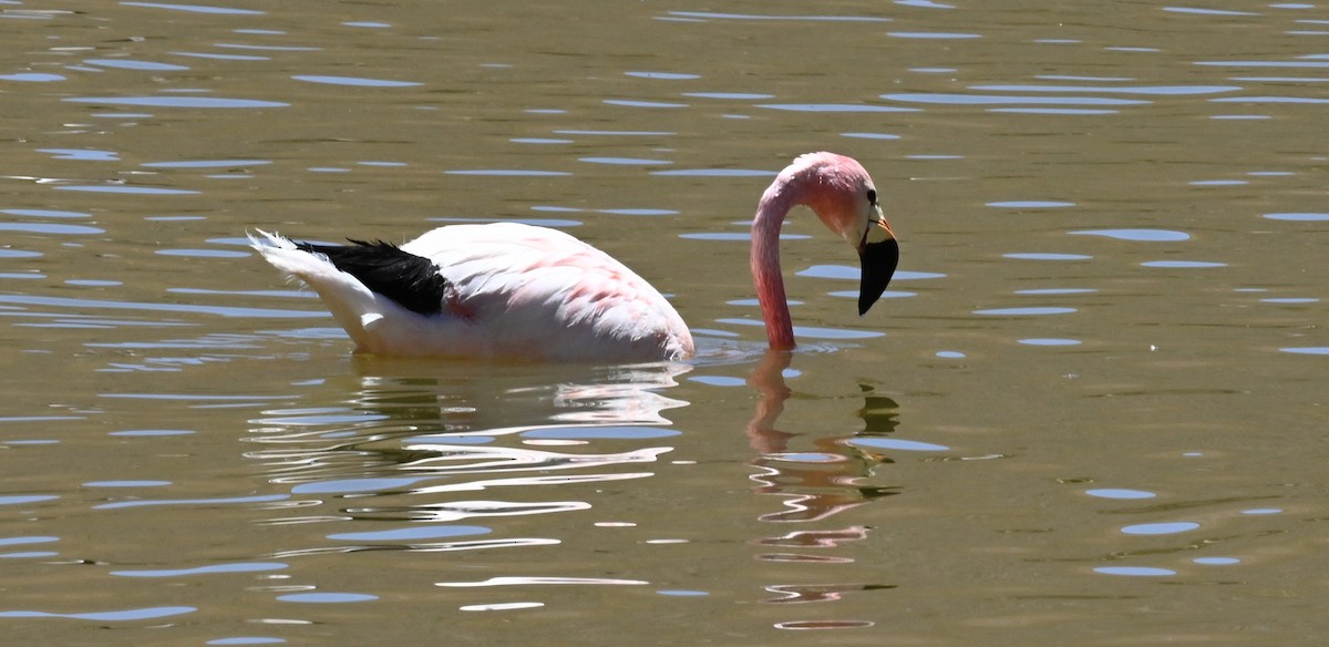 James's Flamingo - ML645295975