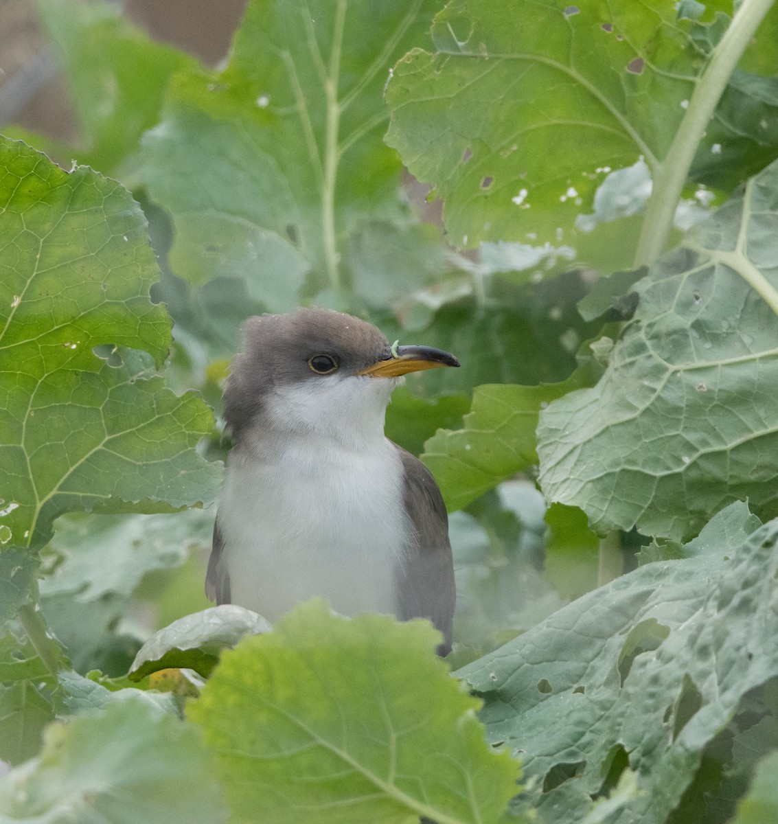 Желтоклювая пиайя - ML645295980