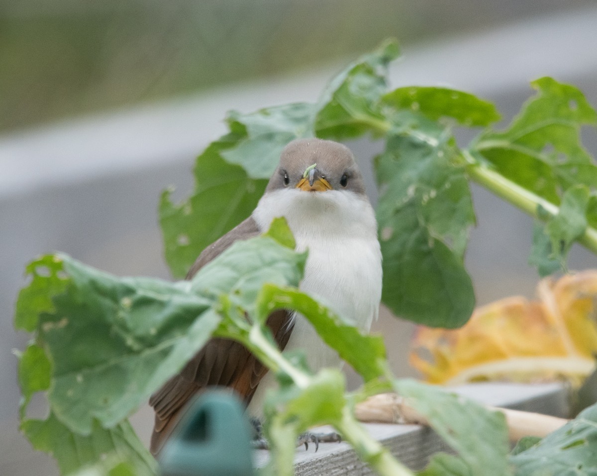 Желтоклювая пиайя - ML645295983