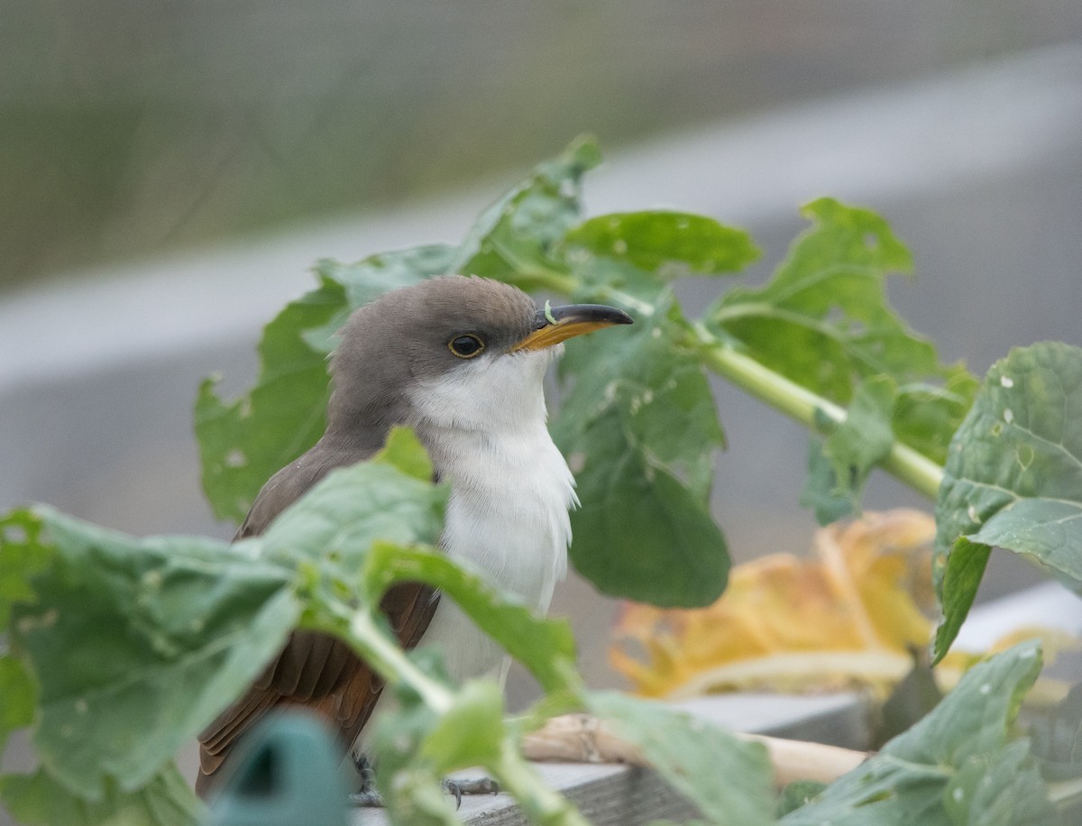 Желтоклювая пиайя - ML645295984