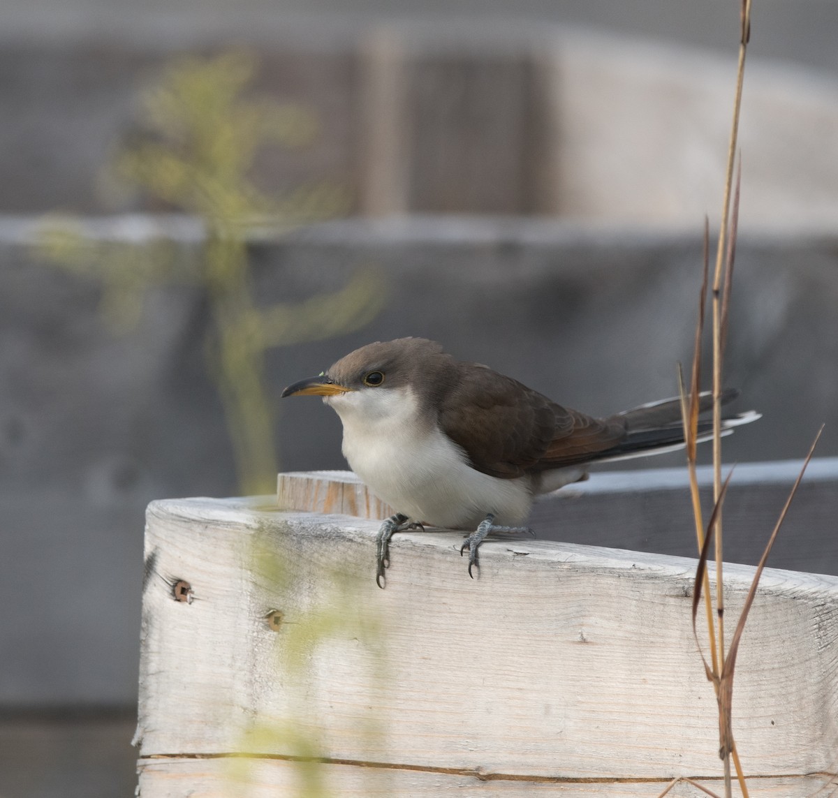 Желтоклювая пиайя - ML645295985