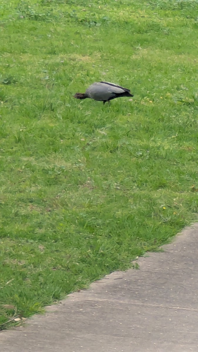 Maned Duck - ML645295989