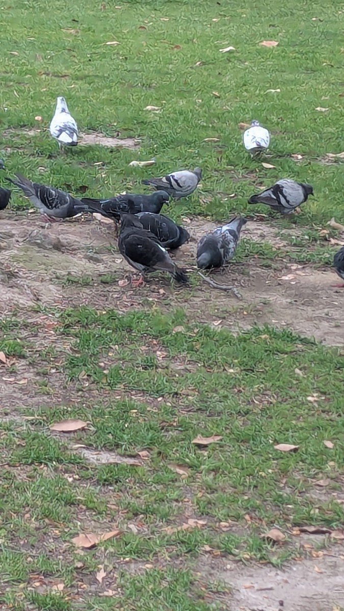 Kaya Güvercini (evcil tip) - ML645296004