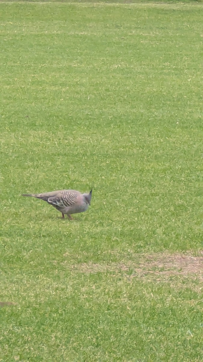 Crested Pigeon - ML645296008