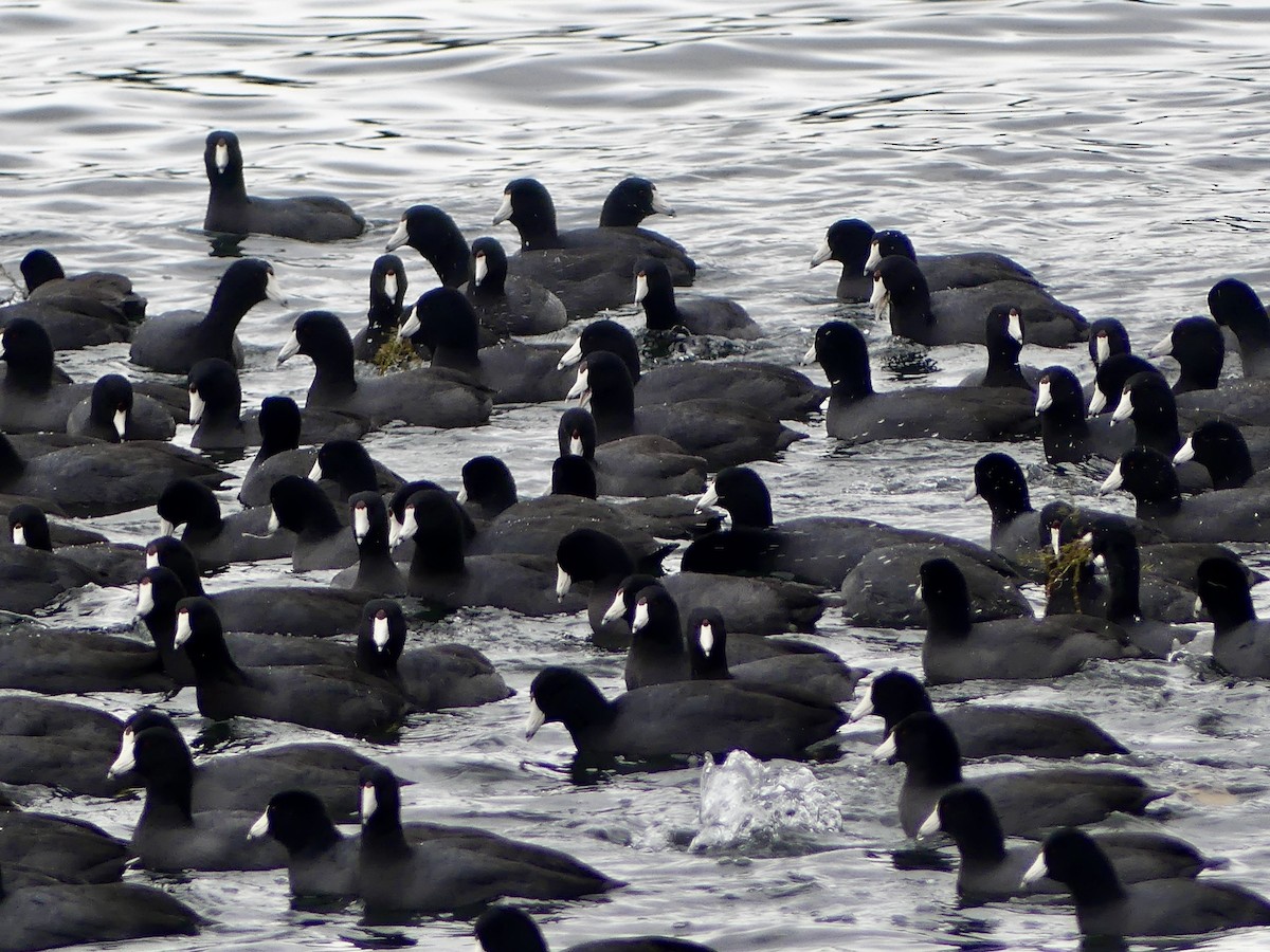 American Coot - ML645296009