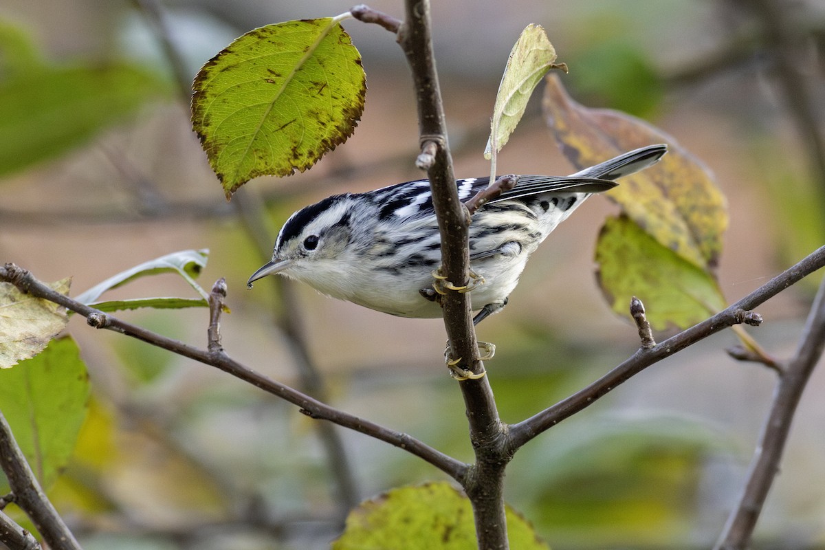 シロクロアメリカムシクイ - ML645296010