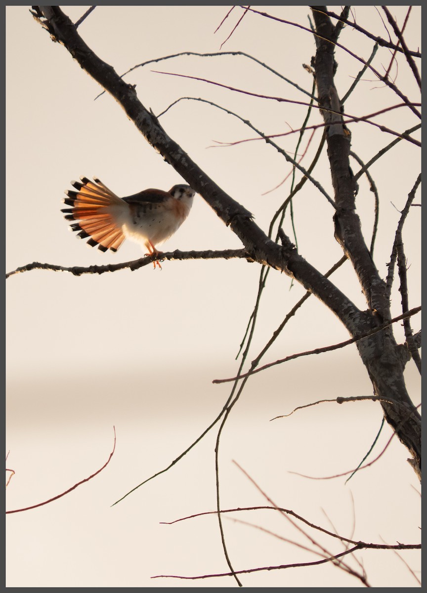 Воробьиная пустельга - ML645296012