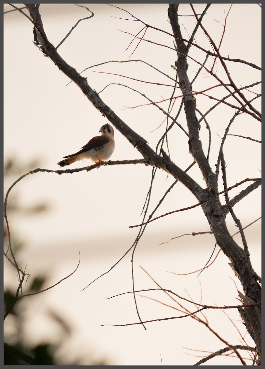 Воробьиная пустельга - ML645296013