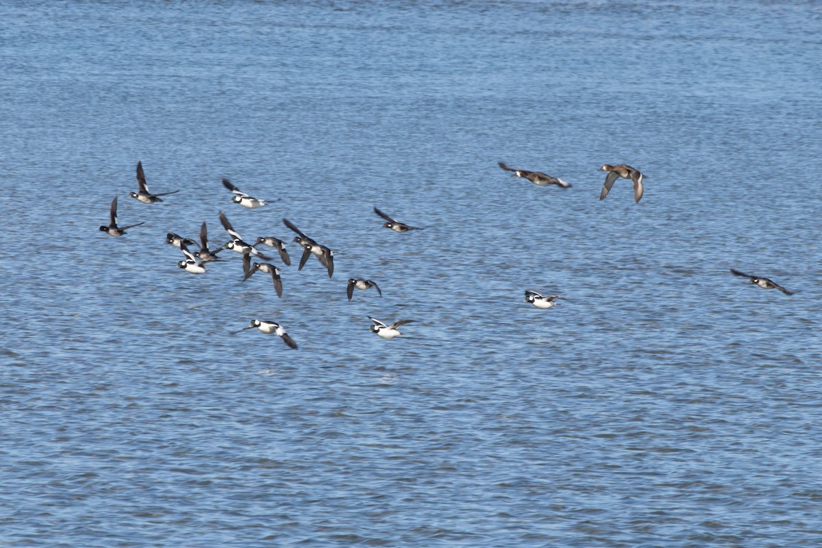 Murgilari buruzuria - ML645296025