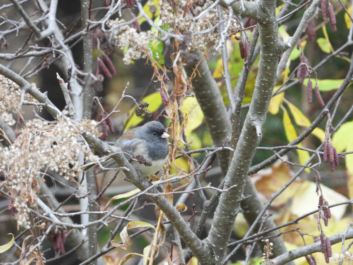 Dark-eyed Junco - ML645296026